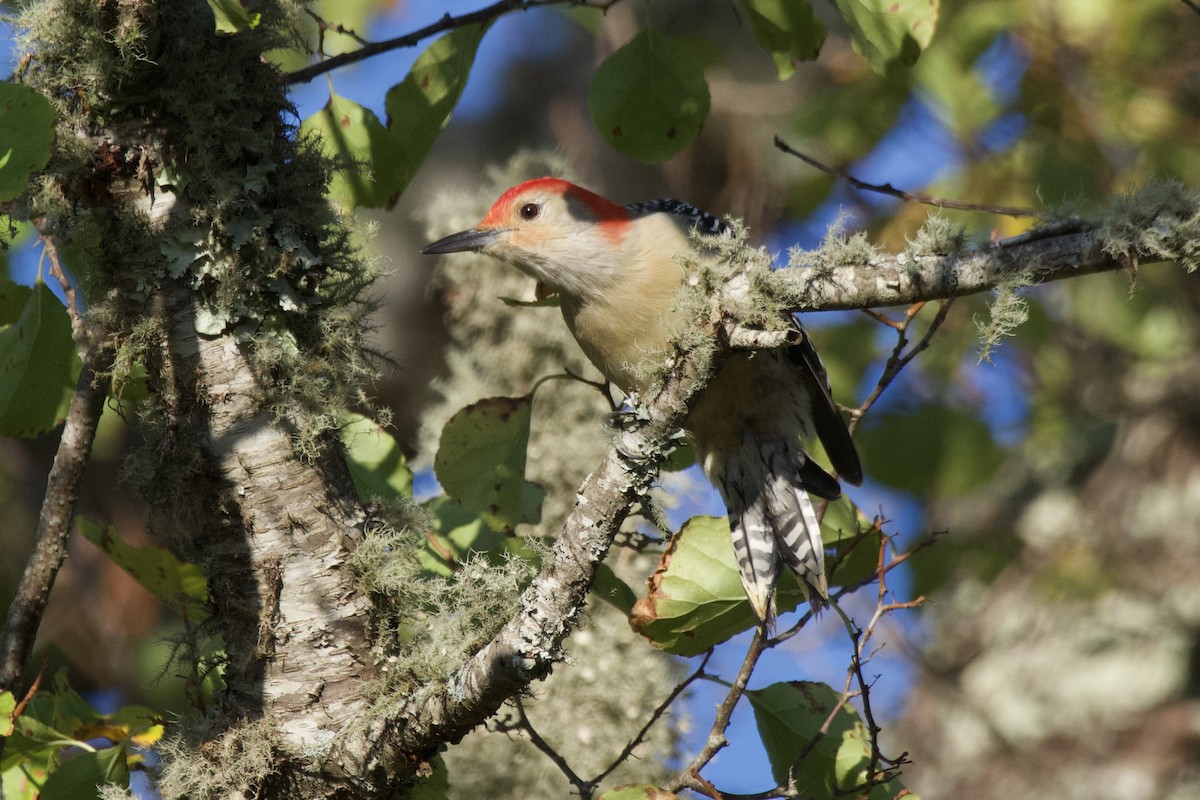 Red-bellied Woodpecker - ML642912012