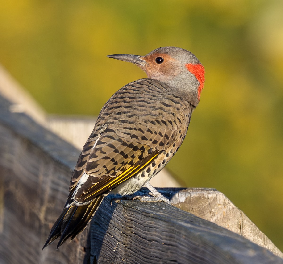 Northern Flicker - ML642912015
