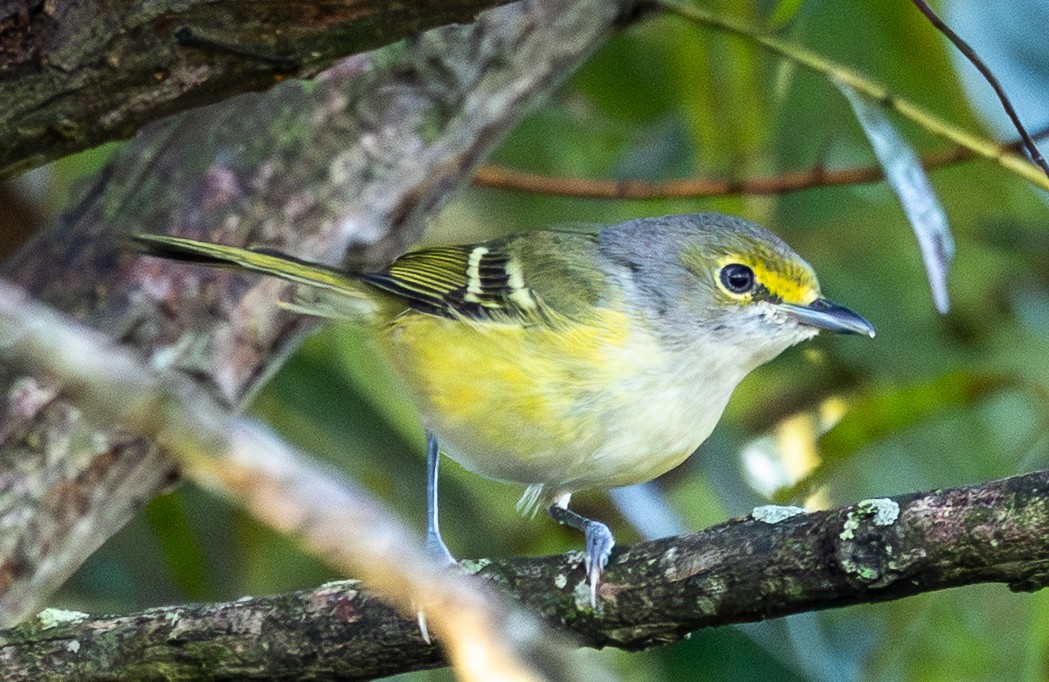 White-eyed Vireo - ML642912022