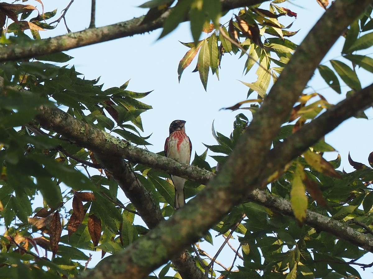 Rose-breasted Grosbeak - ML642912023