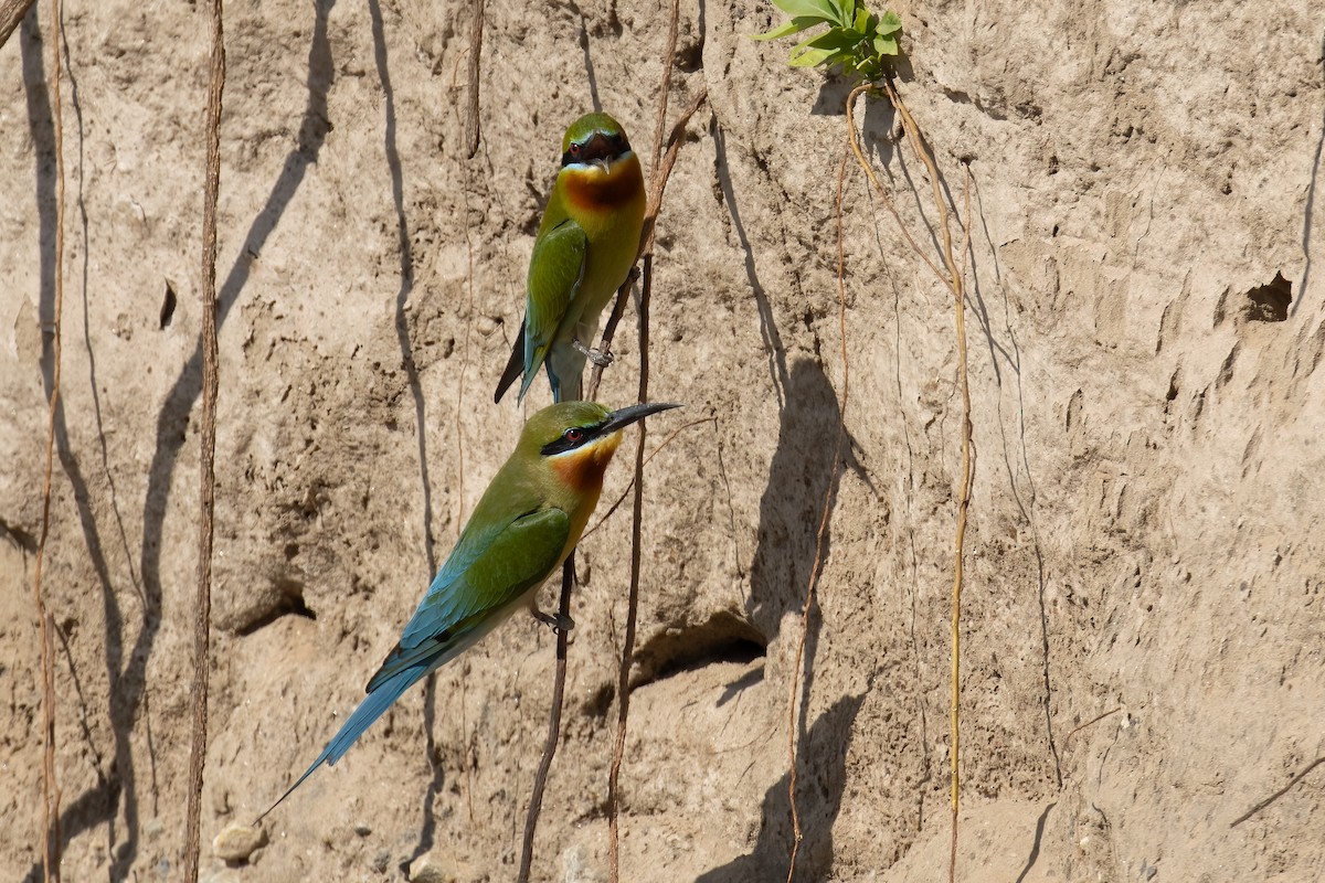 Blue-tailed Bee-eater - ML642912025