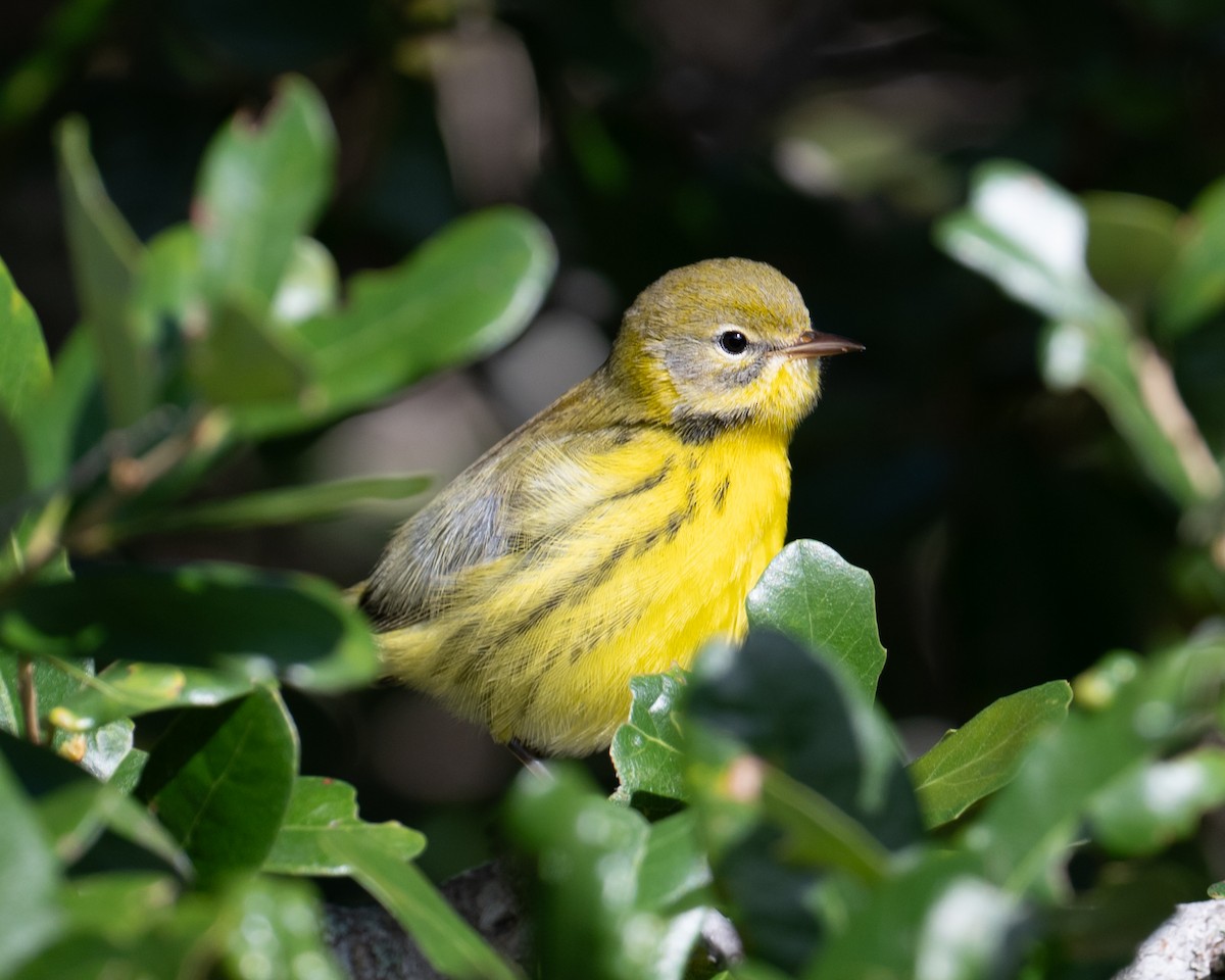 Prairie Warbler - ML642912026