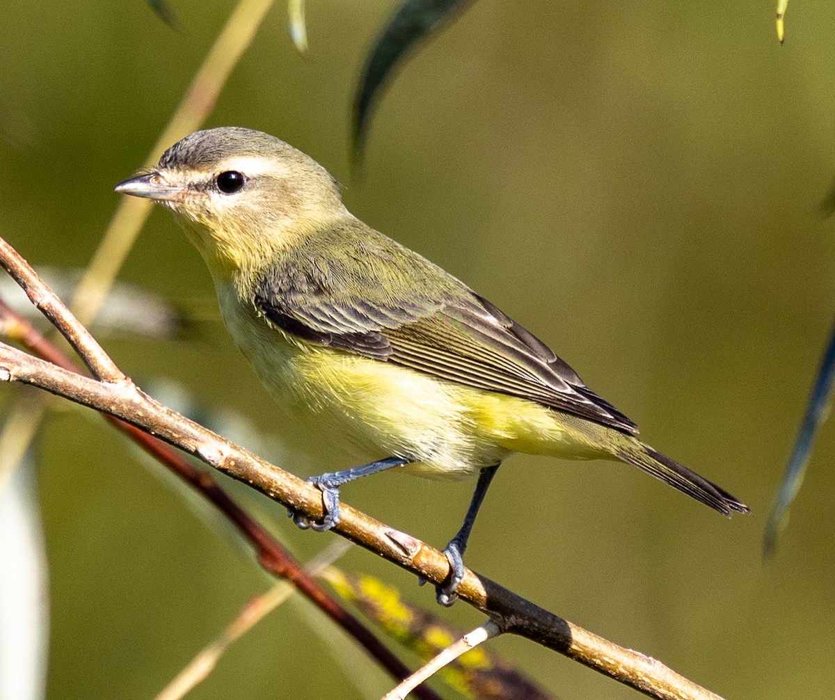Philadelphia Vireo - ML642912030