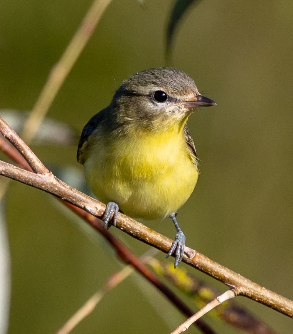 Philadelphia Vireo - ML642912032