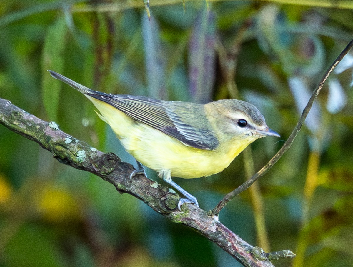 Philadelphia Vireo - ML642912038