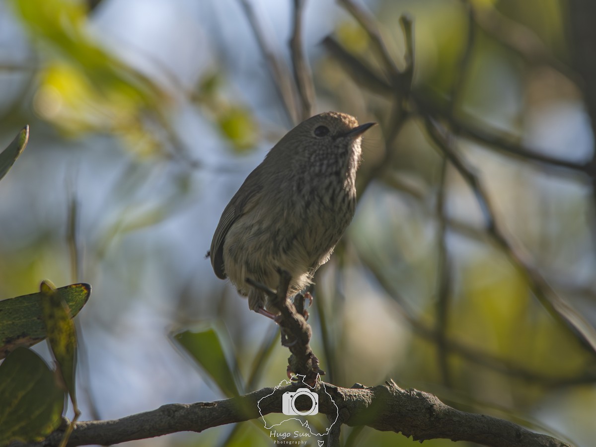 Brown Thornbill - ML642912042