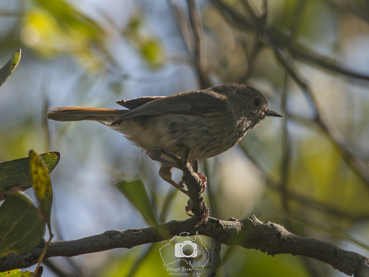 Brown Thornbill - ML642912043