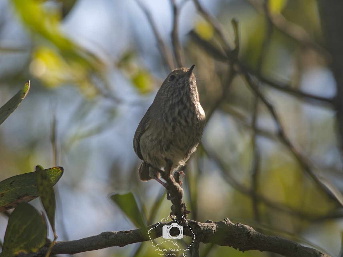 Brown Thornbill - ML642912044