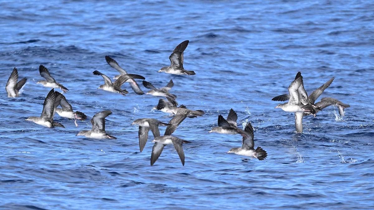 Pink-footed Shearwater - Steve Butterworth