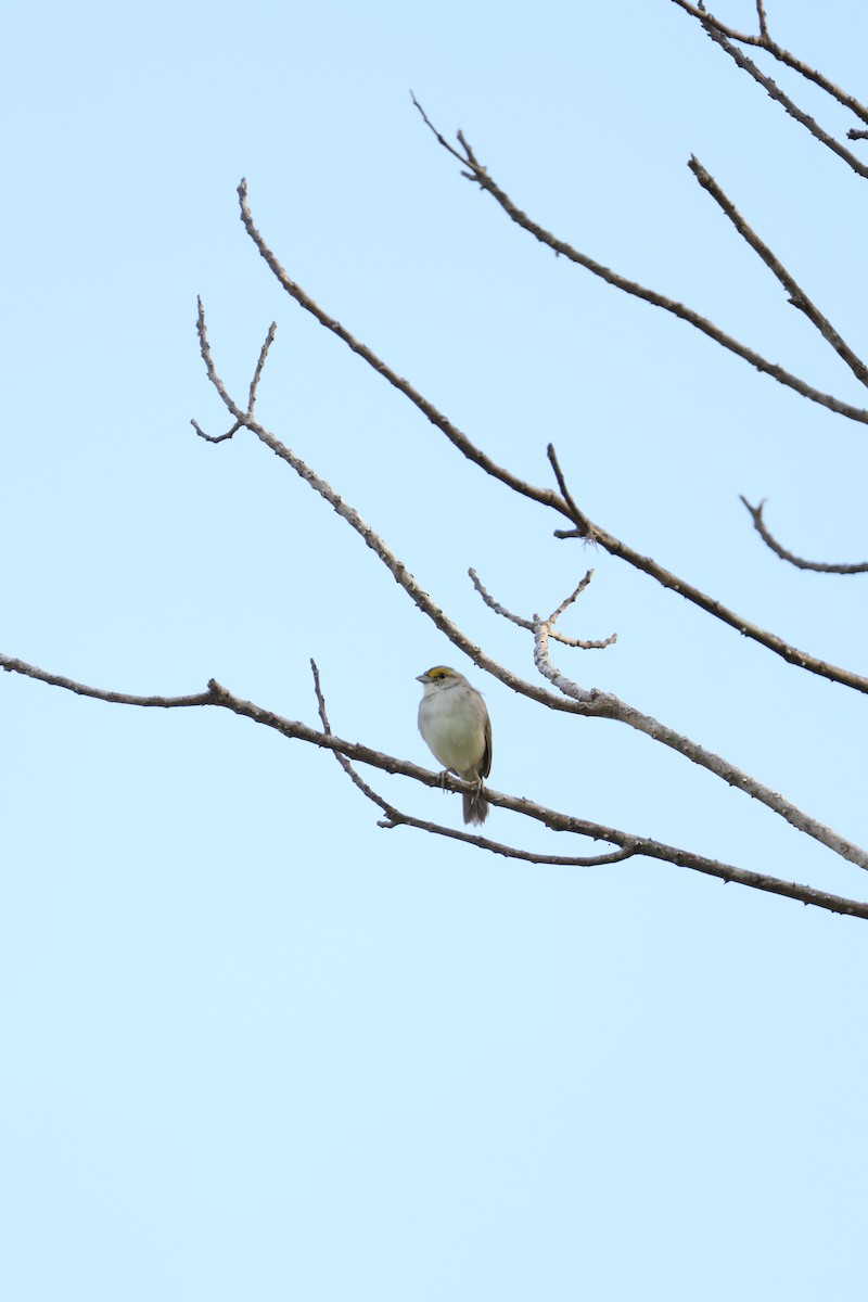 Yellow-browed Sparrow - ML642912048