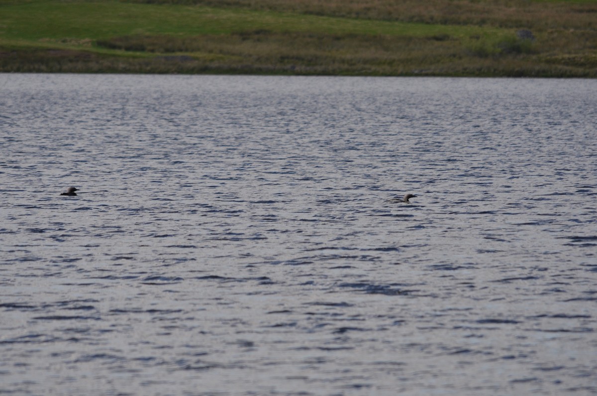 Arctic Loon - Jo Glossop