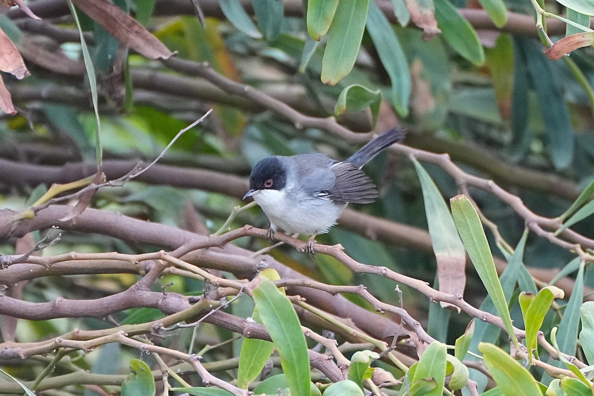 Sardinian Warbler - Martin Bond