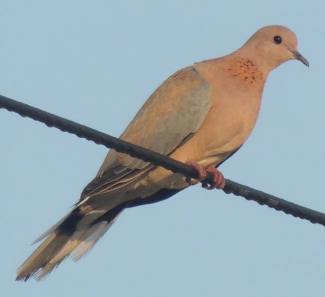 Laughing Dove - ML642912059