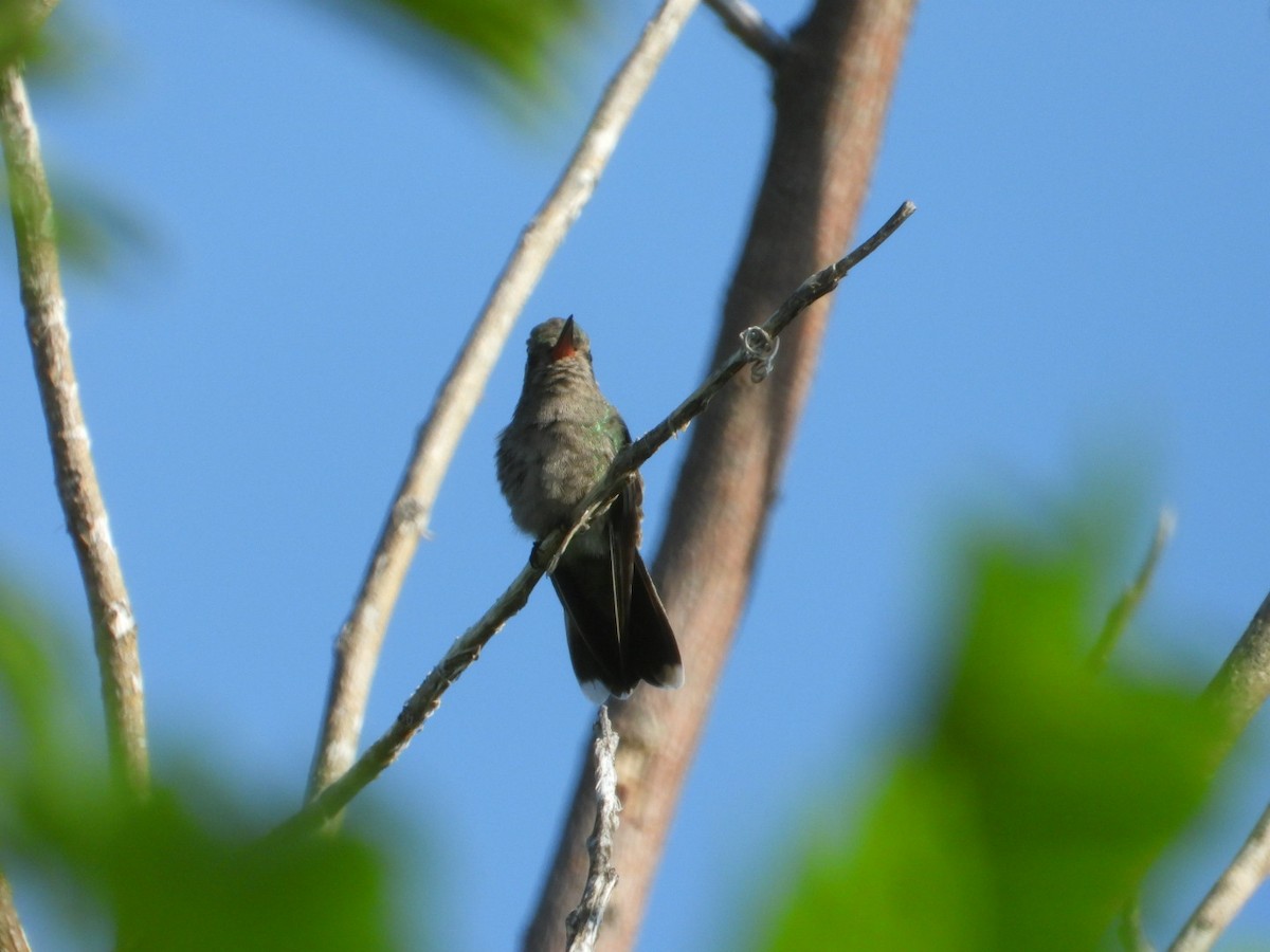 Blaugesichtkolibri - ML642912071