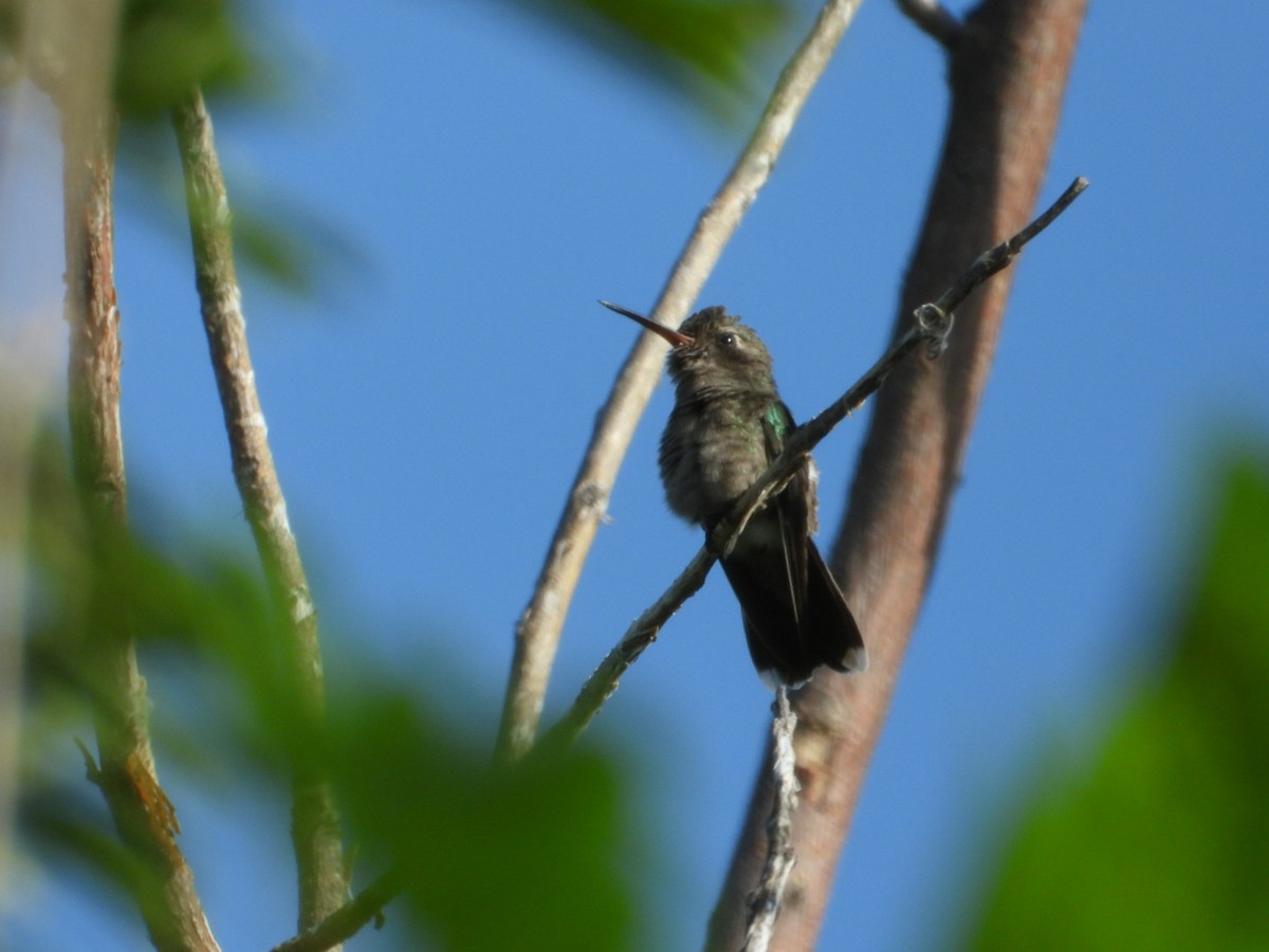 Blaugesichtkolibri - ML642912072