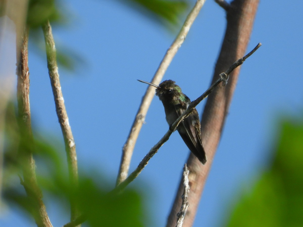 Blaugesichtkolibri - ML642912073