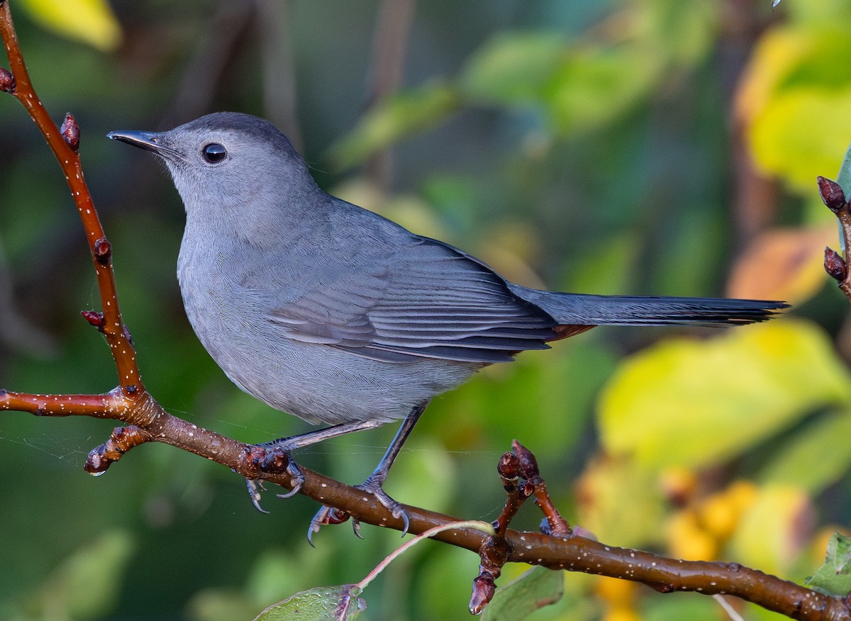 Gray Catbird - ML642912076