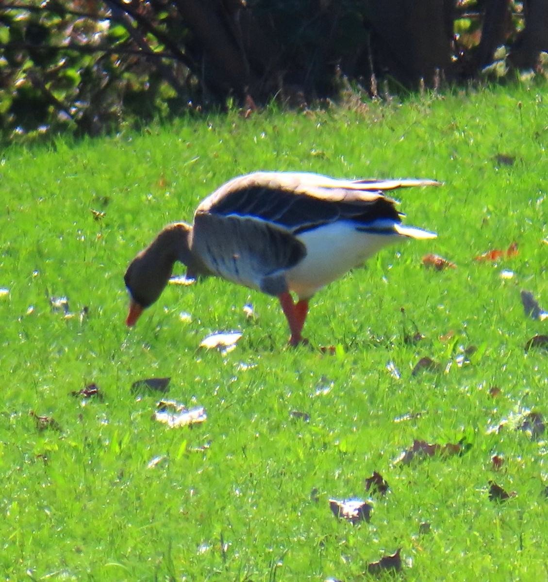 Greater White-fronted Goose - ML642912083