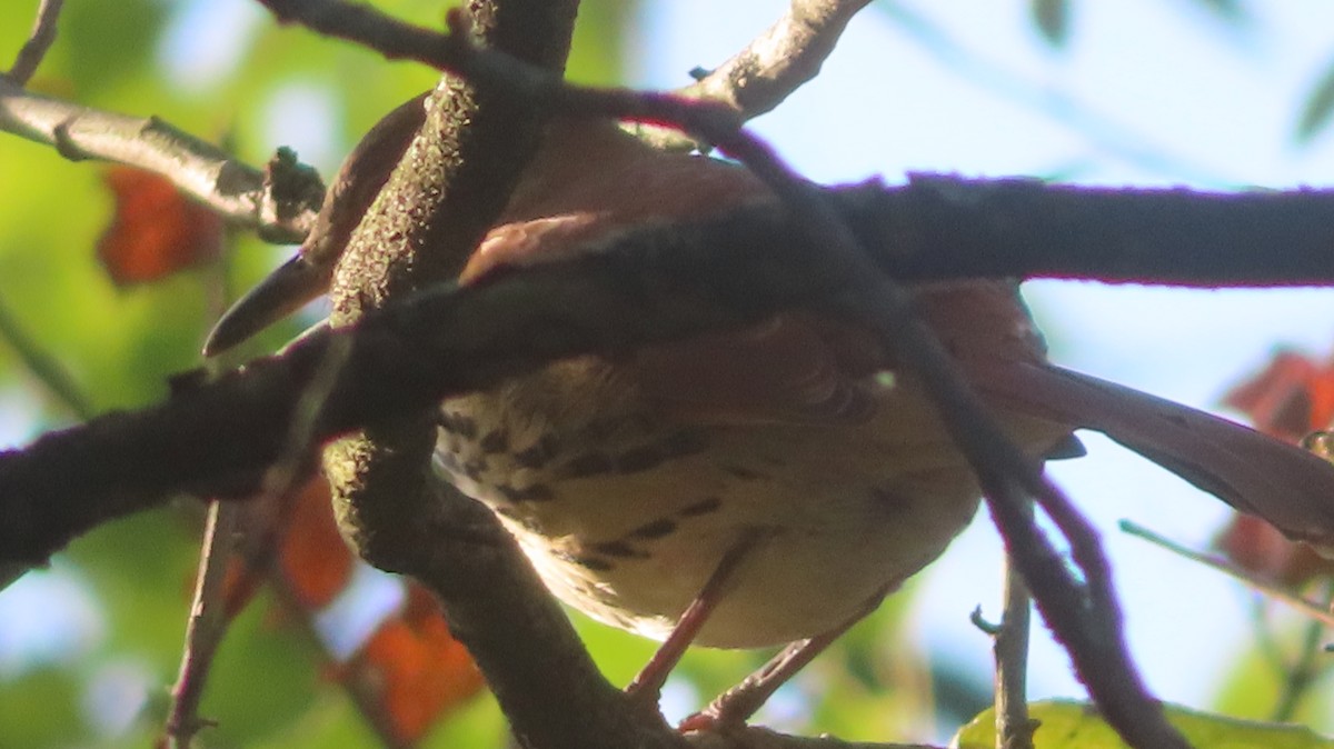 brunspottefugl - ML642912085