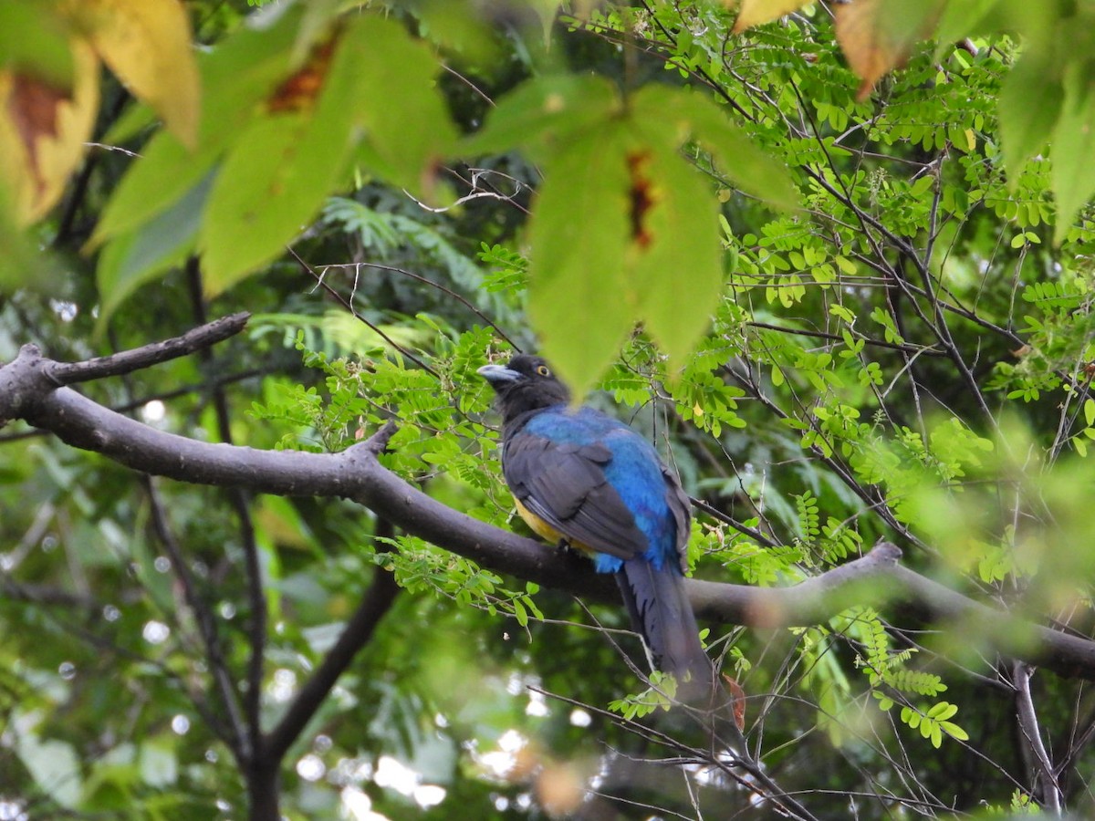 Citreoline Trogon - ML642912088