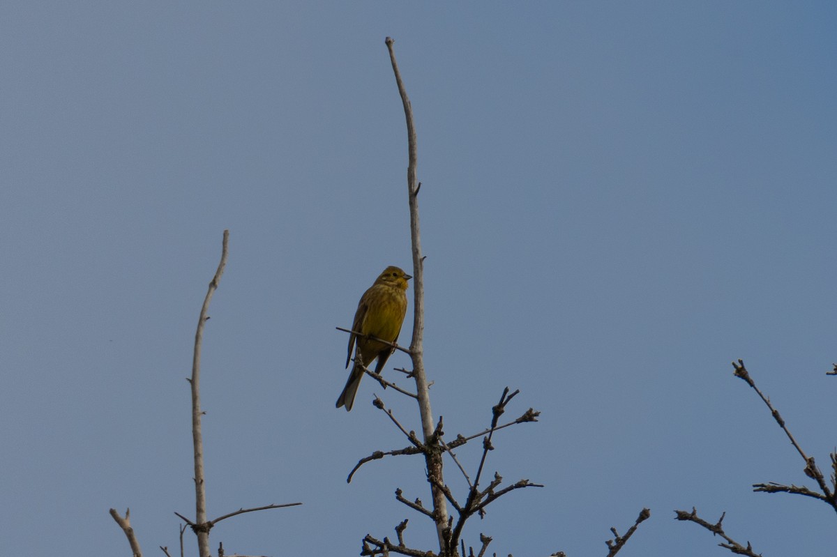 Yellowhammer - ML642912089