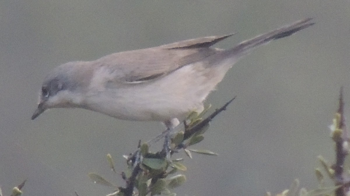 Lesser Whitethroat - ML642912090