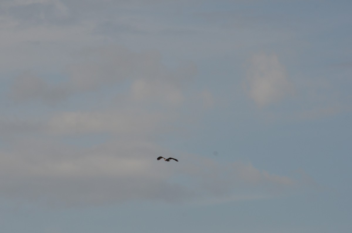 Osprey - ML642912093
