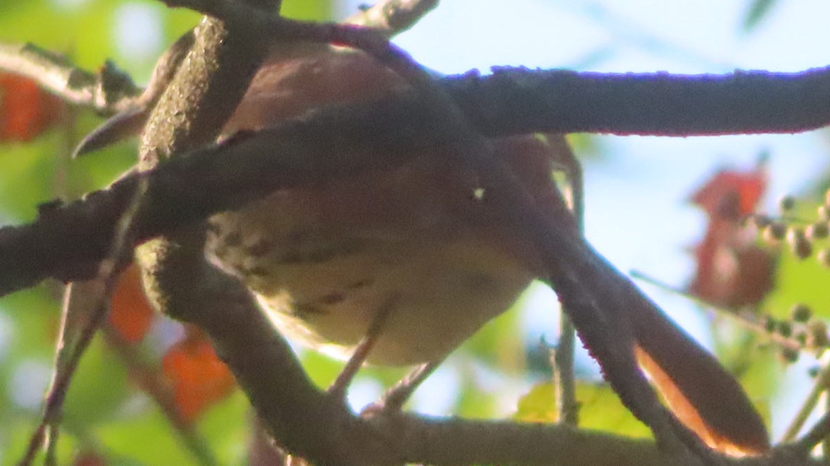 brunspottefugl - ML642912097