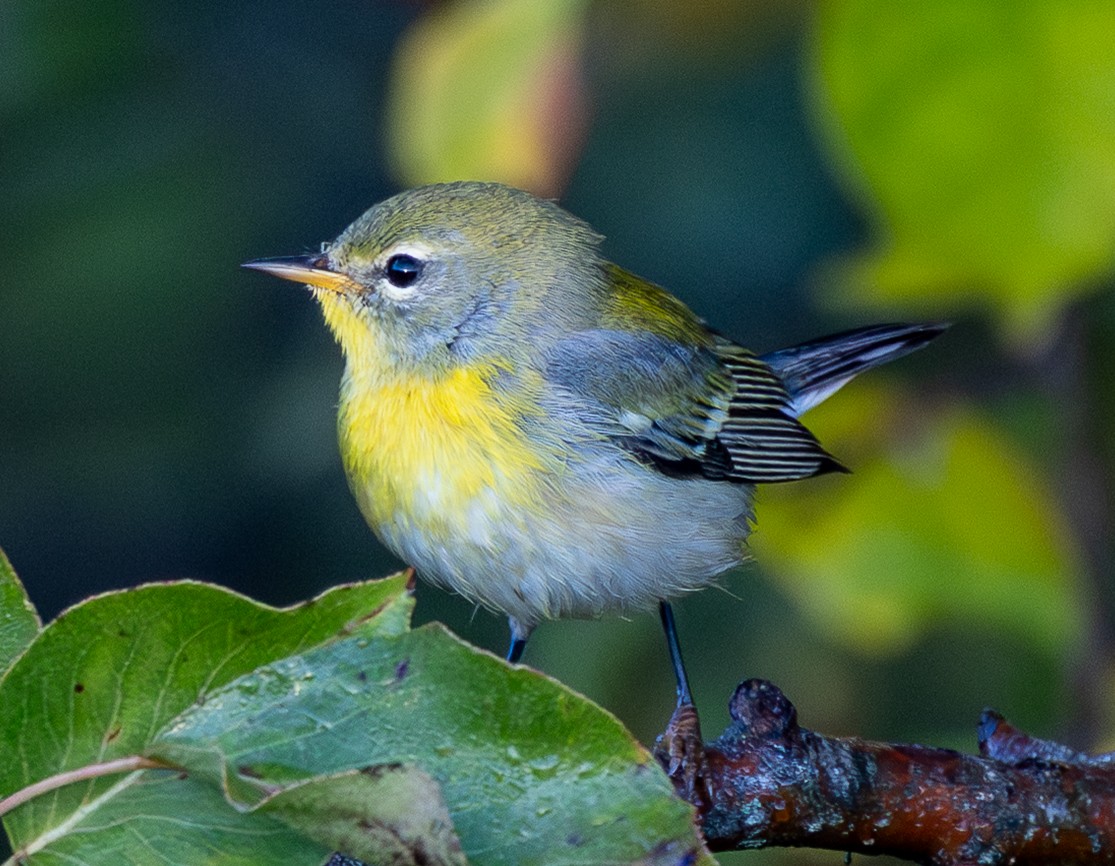Northern Parula - ML642912102