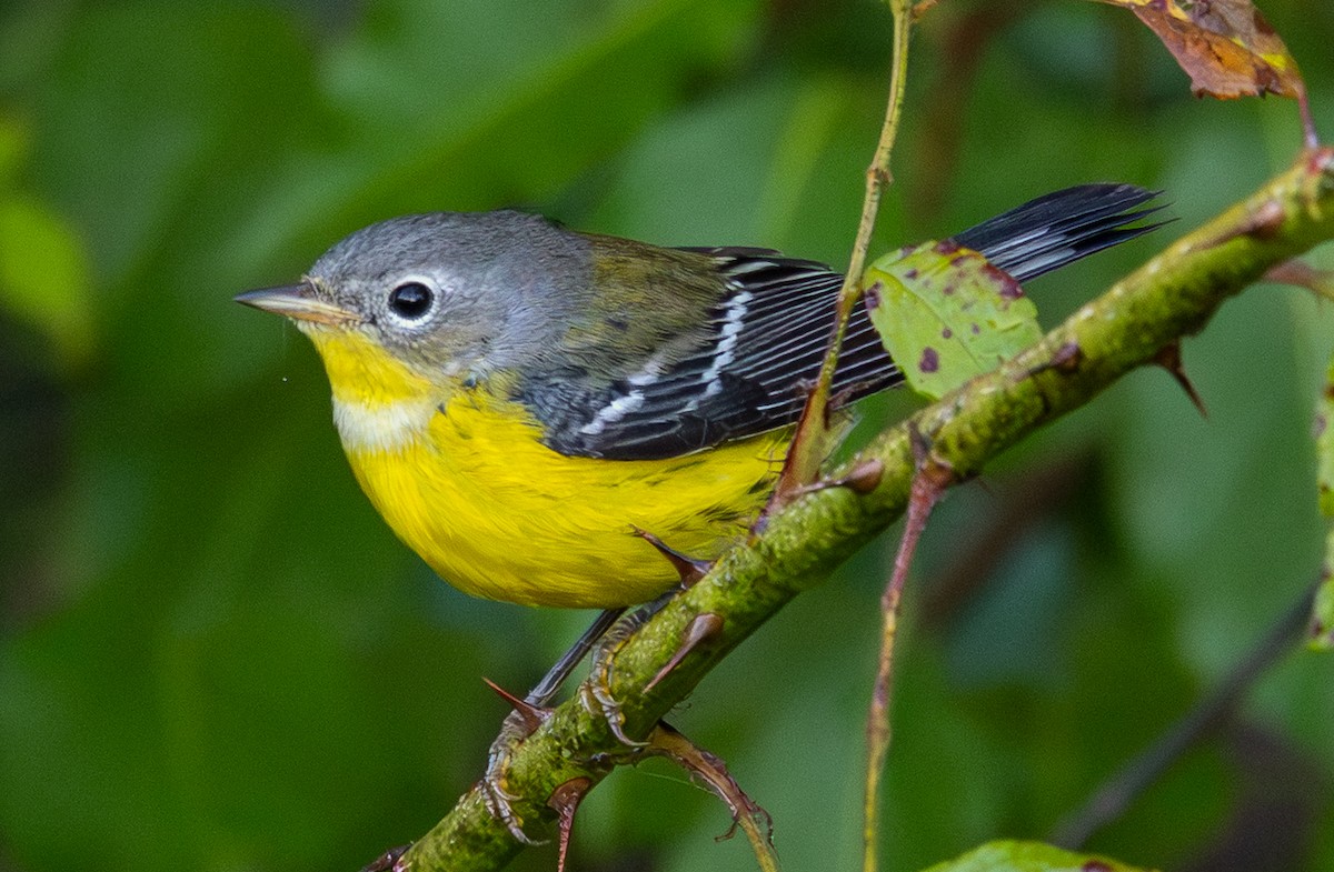 Magnolia Warbler - ML642912104