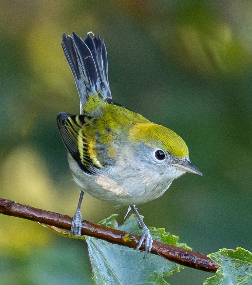 Chestnut-sided Warbler - ML642912109