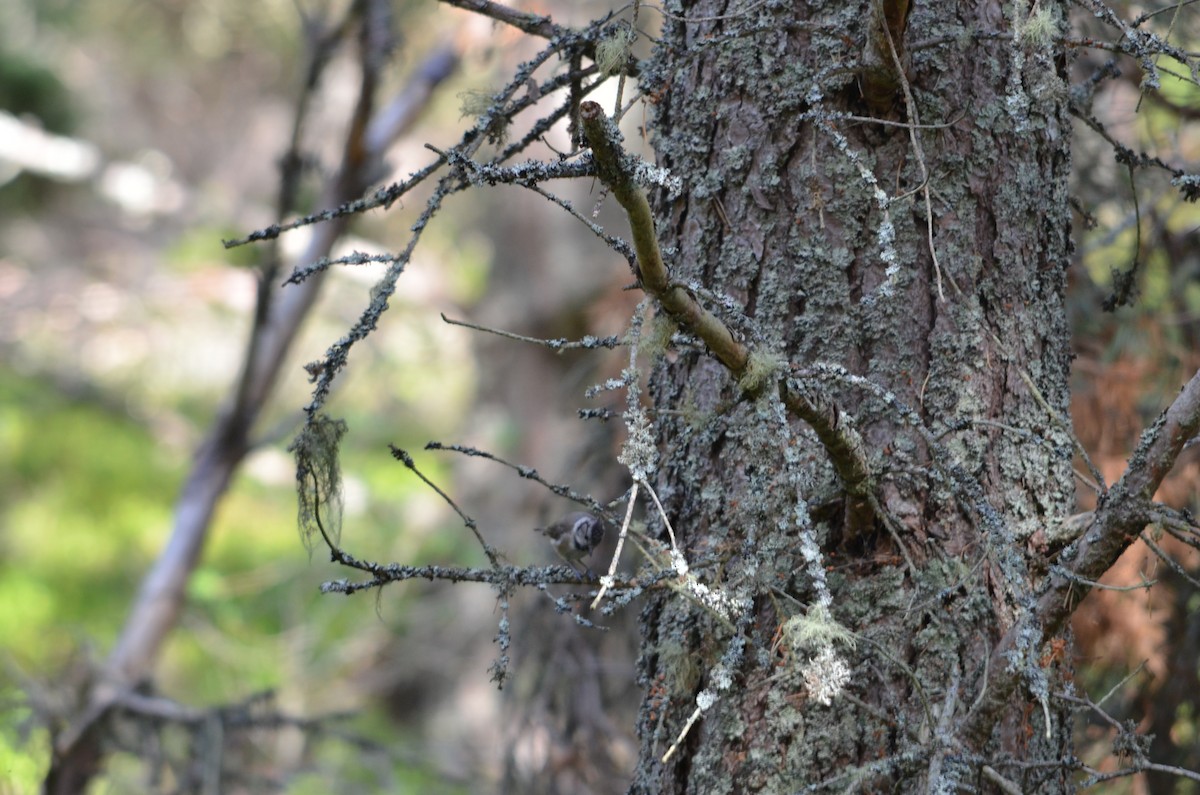 Crested Tit - ML642912110