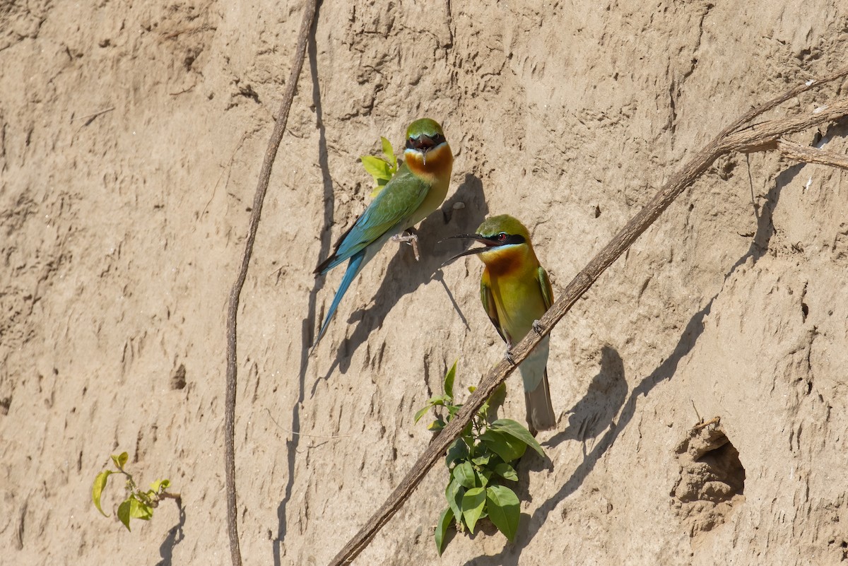 Blue-tailed Bee-eater - ML642912111