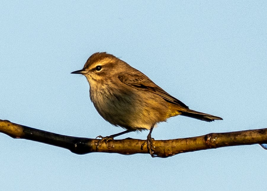 Palm Warbler - ML642912119