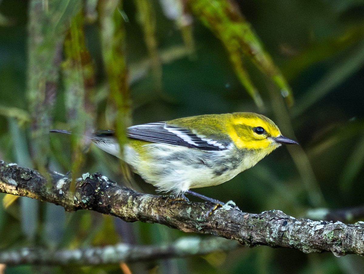 Black-throated Green Warbler - ML642912120