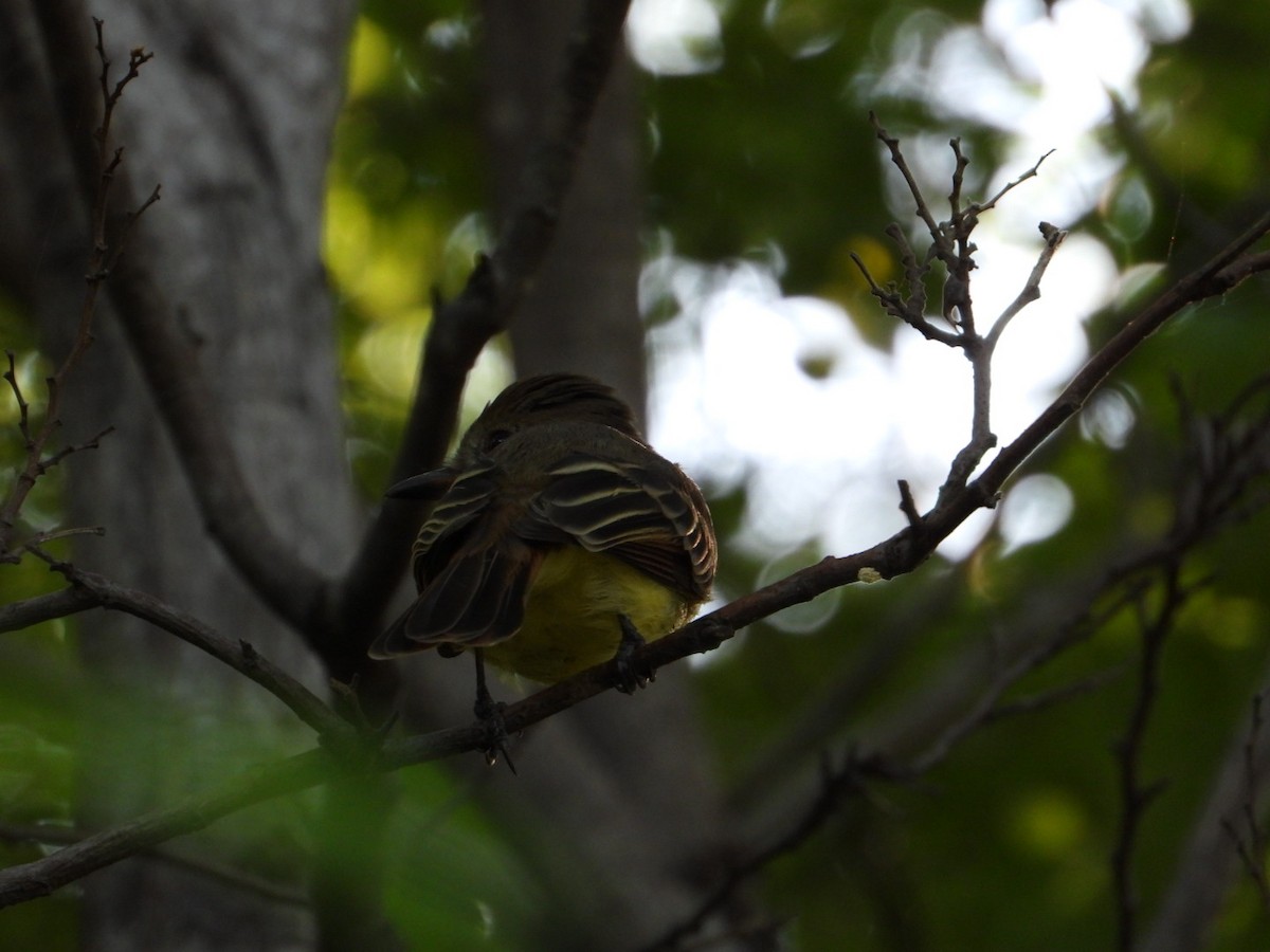 Myiarchus sp. - ML642912122