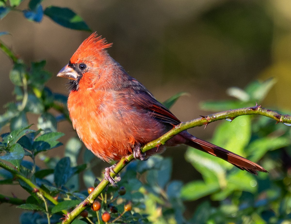 Northern Cardinal - ML642912125