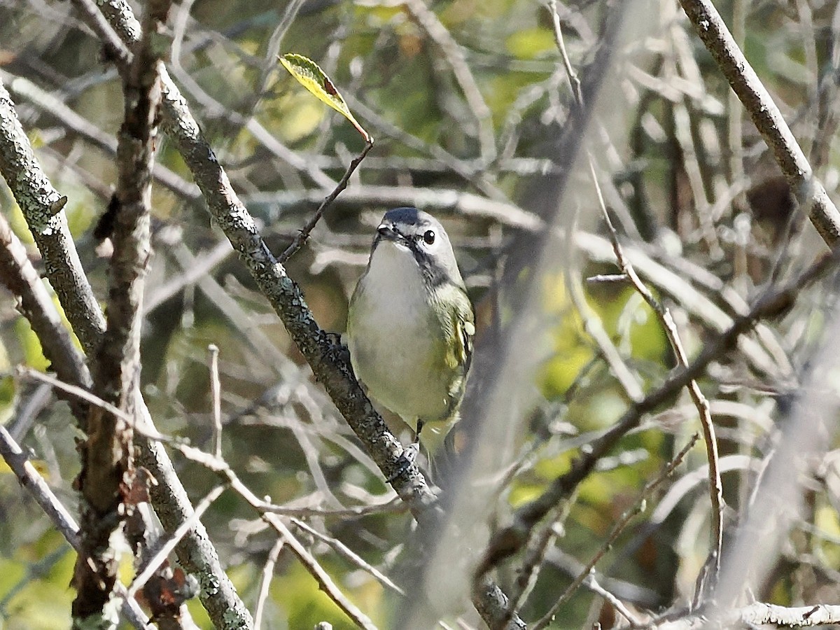 Blue-headed Vireo - ML642912129