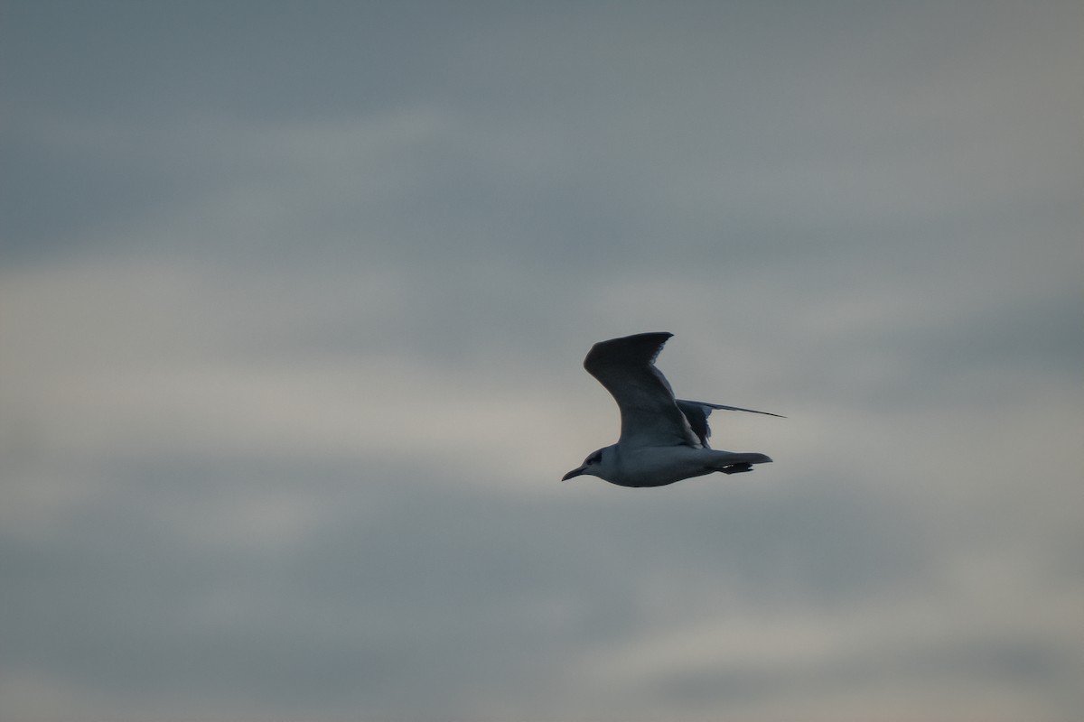 Laughing Gull - ML642912135