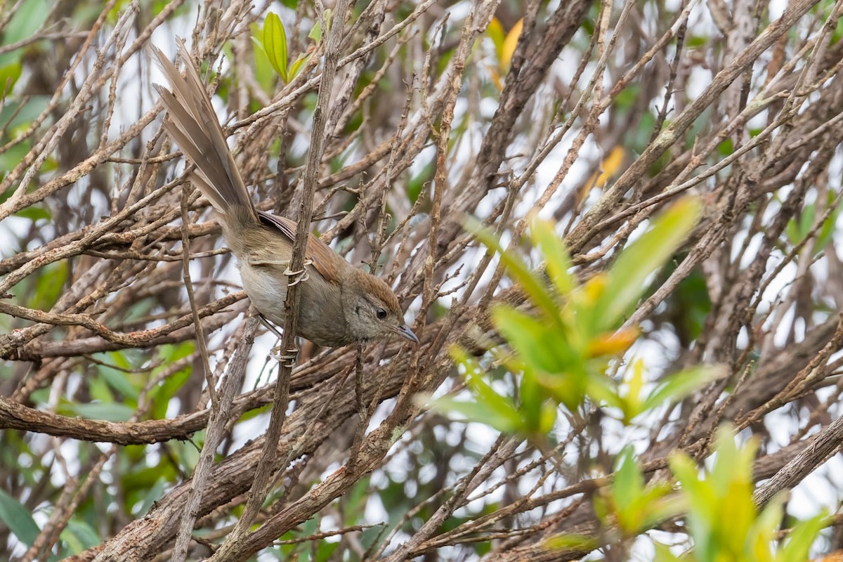 Spix's Spinetail - ML642912151