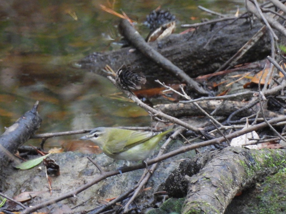 rødøyevireo - ML642912152