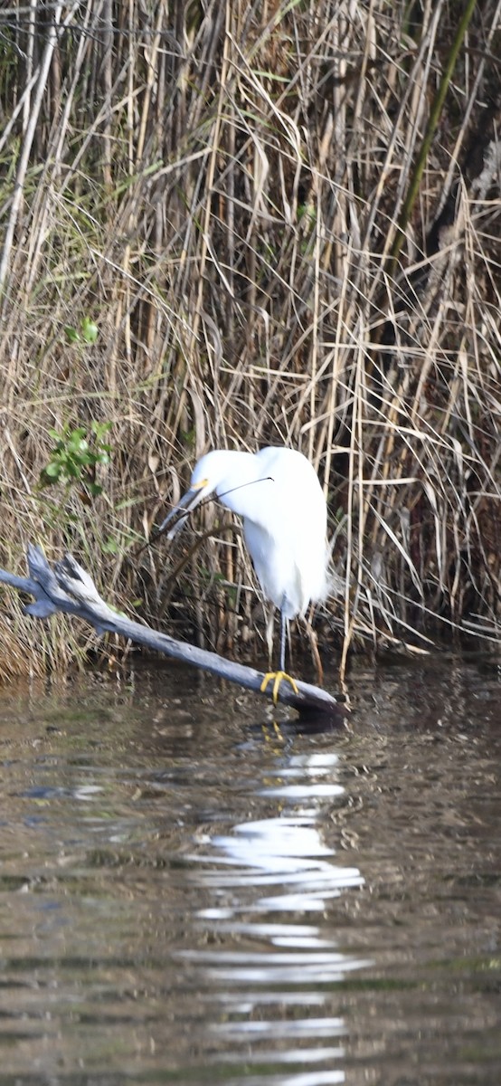 Snowy Egret - ML642912155