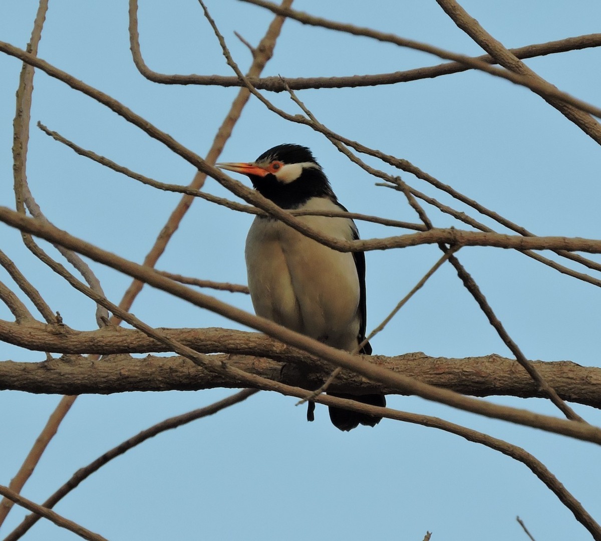 Indian Pied Starling - ML642912175