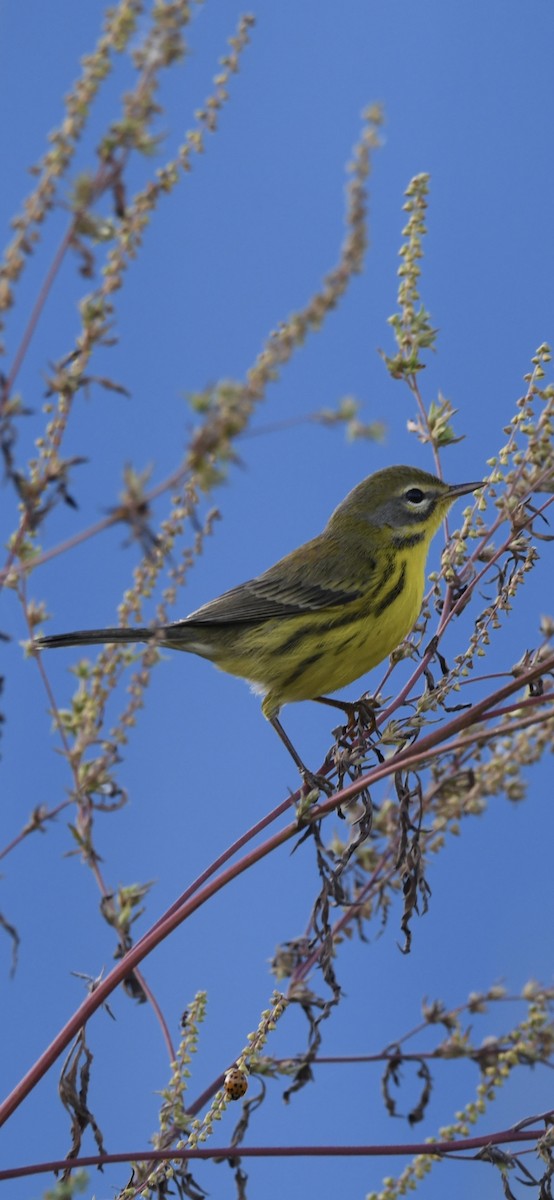 Prairie Warbler - ML642912185