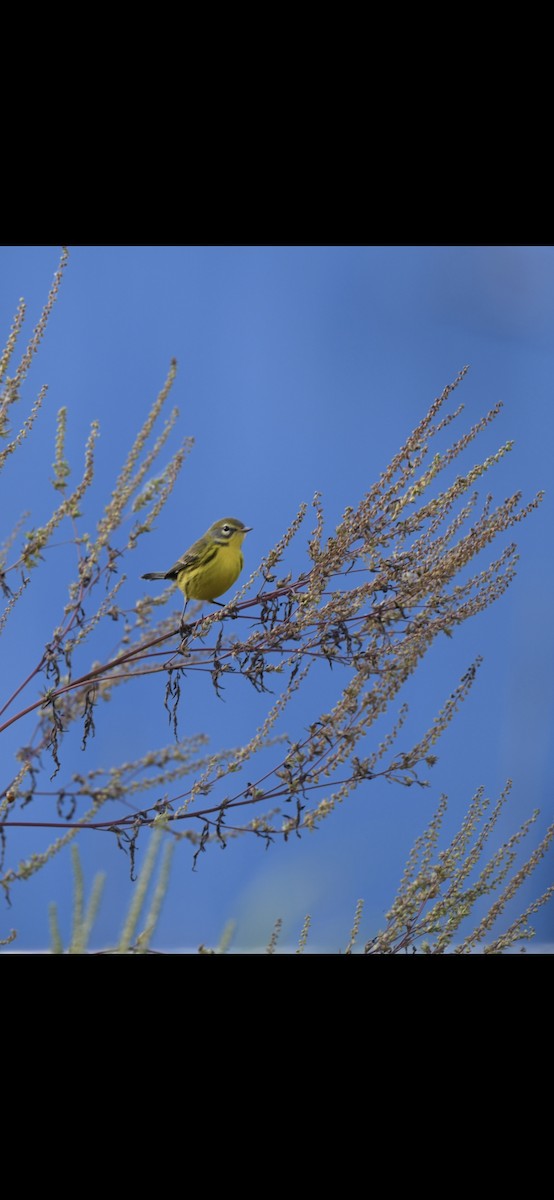 Prairie Warbler - ML642912186