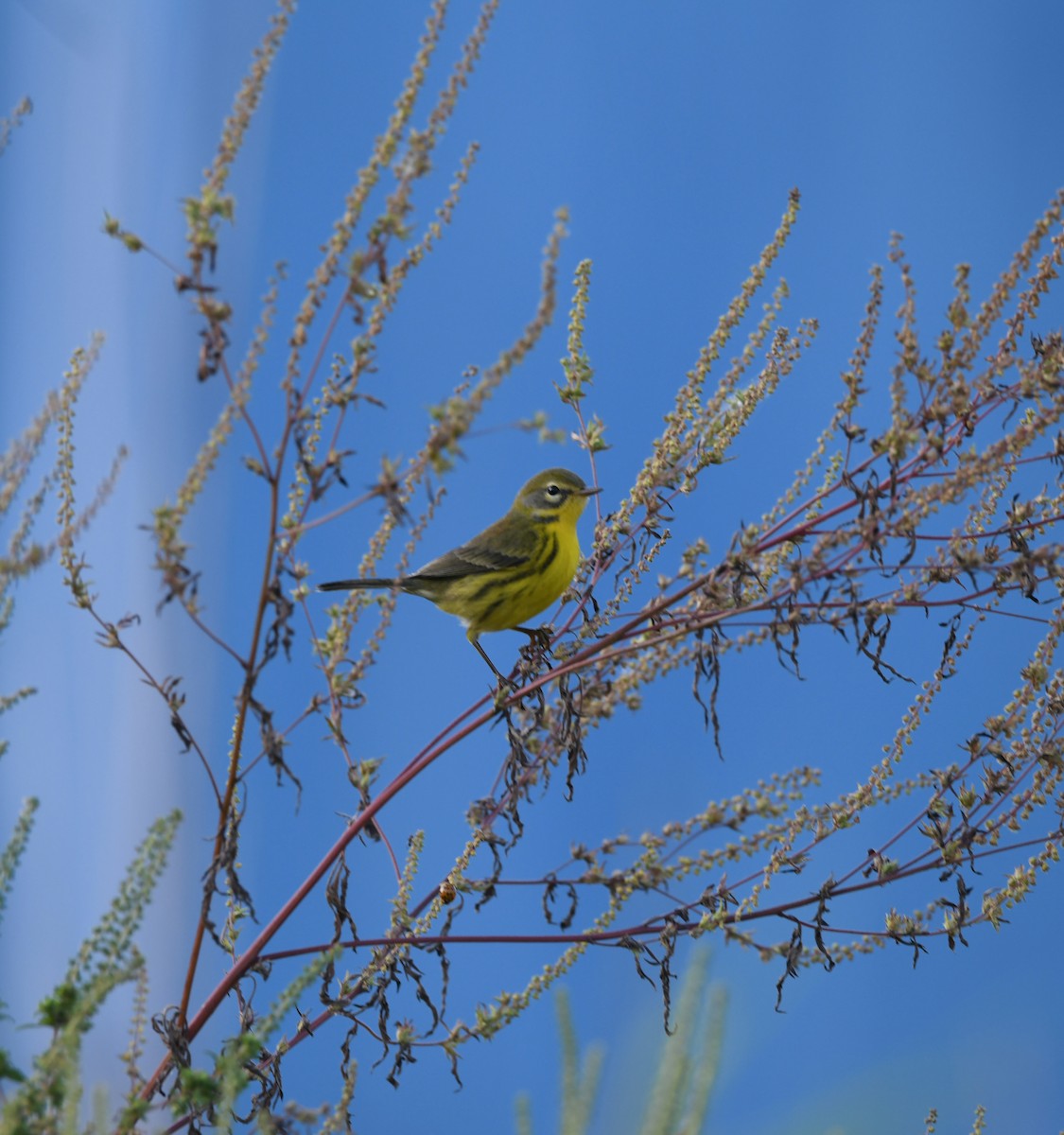 Prairie Warbler - ML642912187
