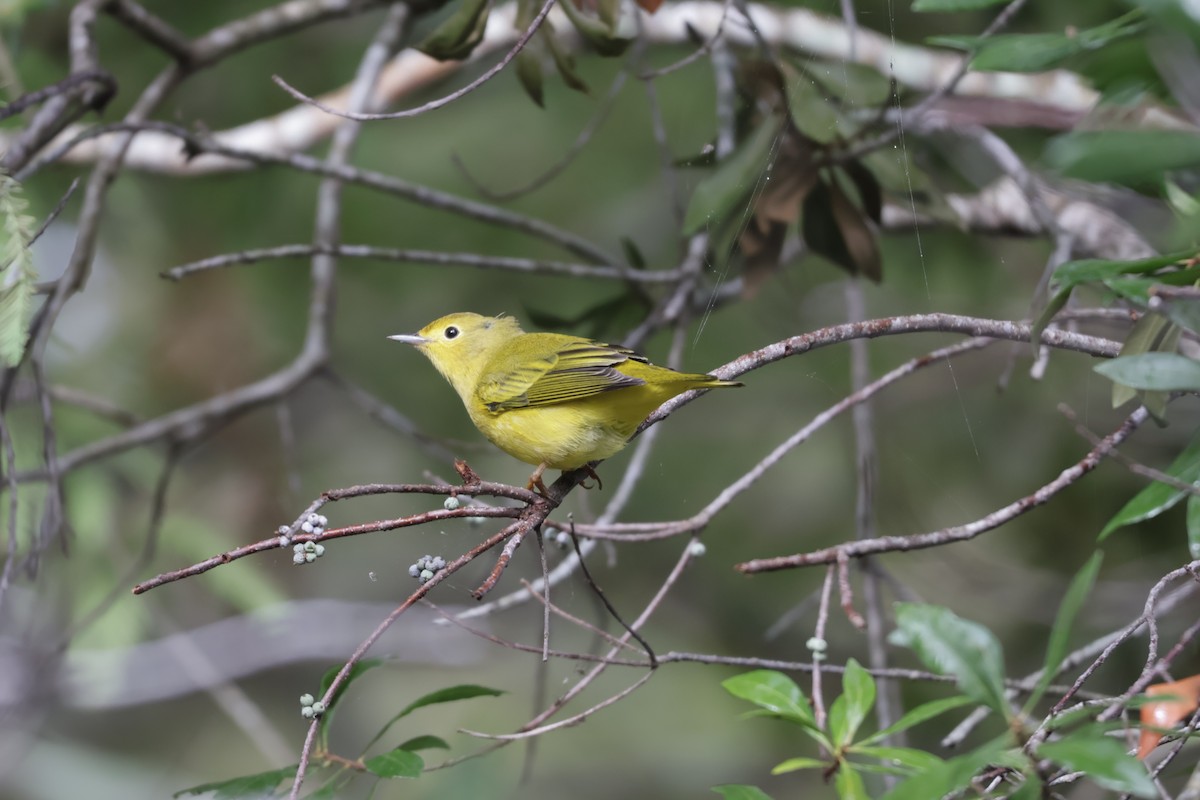 Yellow Warbler - ML642912191