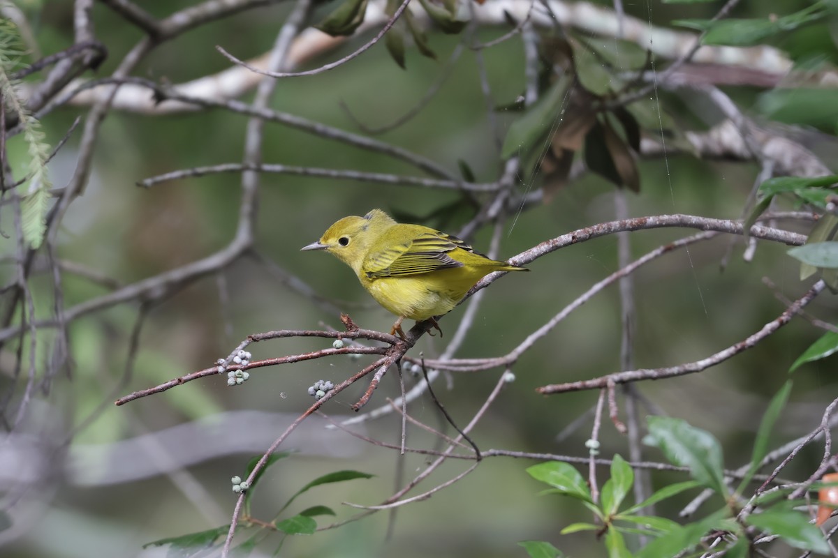 Yellow Warbler - ML642912192