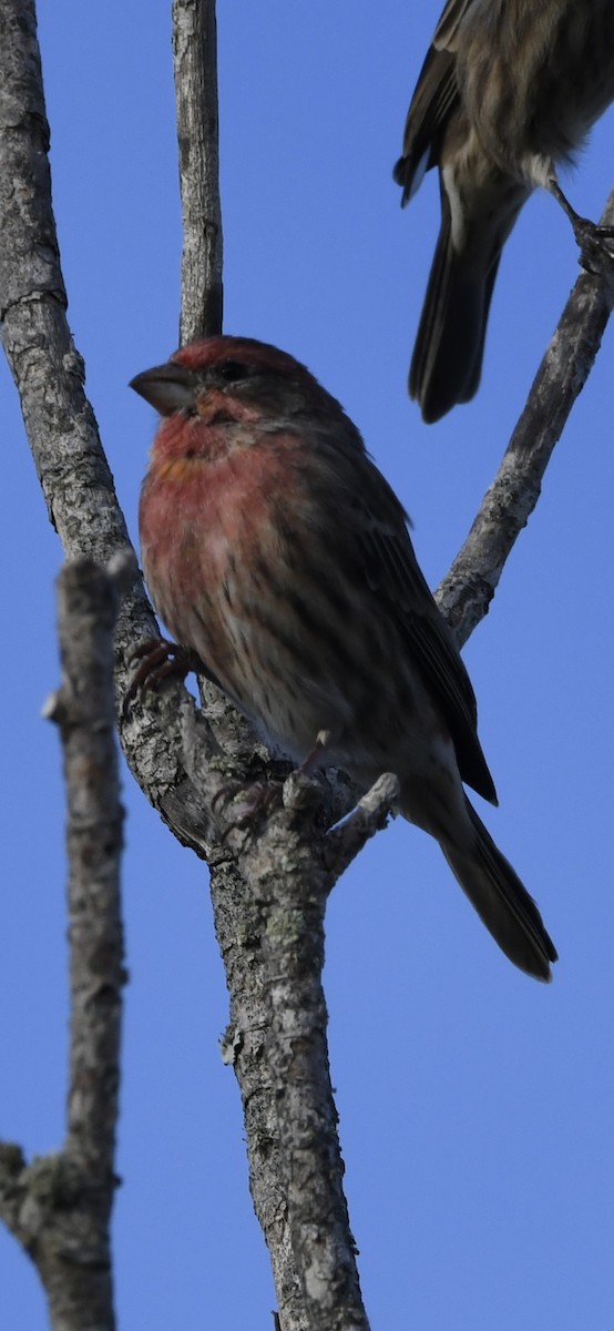 House Finch - ML642912194