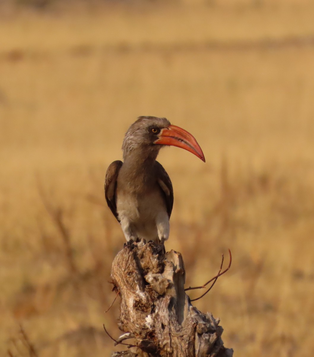 Bradfield's Hornbill - ML642912196
